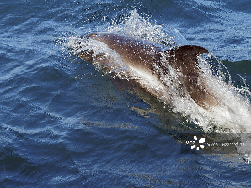 冰岛奥拉夫斯维克西部峡湾的海豚图片素材