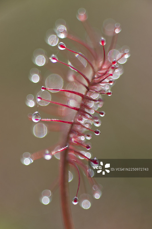 长椭圆形叶子的捕蝇草（Drosera intermedia），德国下萨克森州埃姆斯兰图片素材