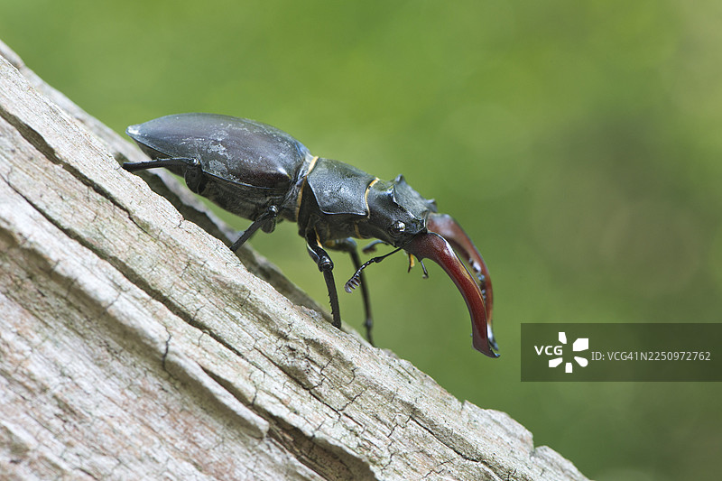 鹿甲虫 (Lucanus cervus)，下萨克森州埃姆斯兰，德国图片素材