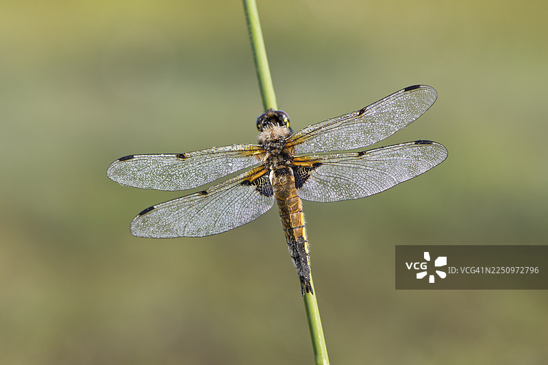 四斑蜻蜓 (Libellula qudrimaculata)，德国下萨克森州埃姆斯兰图片素材