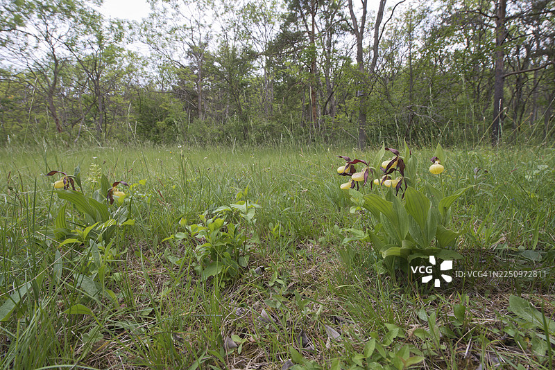 黄花拖鞋兰（Cypripedium calceolus），德国图林根州图片素材