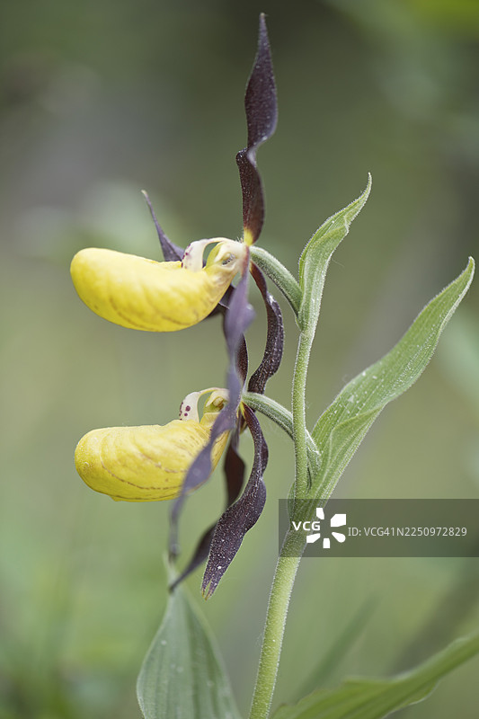 黄花拖鞋兰（Cypripedium calceolus），德国图林根州图片素材