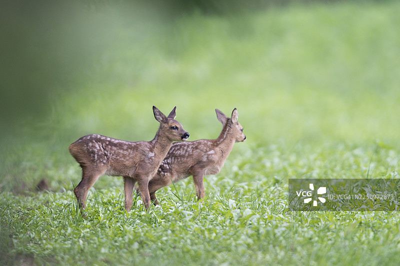 欧洲狍（Capreolus capreolus），德国下萨克森州埃姆斯兰图片素材