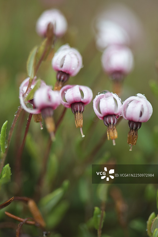 沼泽蔓越莓（Vaccinium occicoccos），下萨克森州埃姆斯兰图片素材