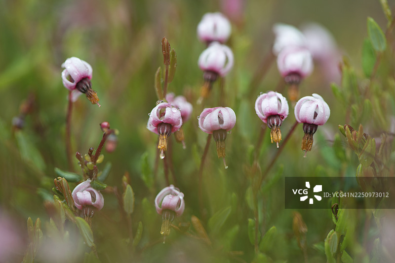 沼泽蔓越莓 (Vaccinium occicoccos)，下萨克森州埃姆斯兰图片素材