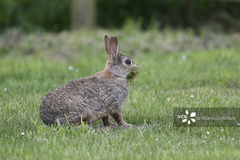 欧洲穴兔（Oryctolagus cuniculus）正在用填充材料筑巢，地点位于德国下萨克森州埃姆斯兰。图片素材