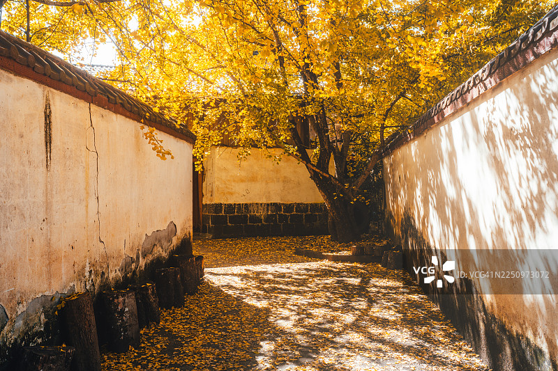 中国云南腾冲小雨塘村银杏大道秋景图片素材