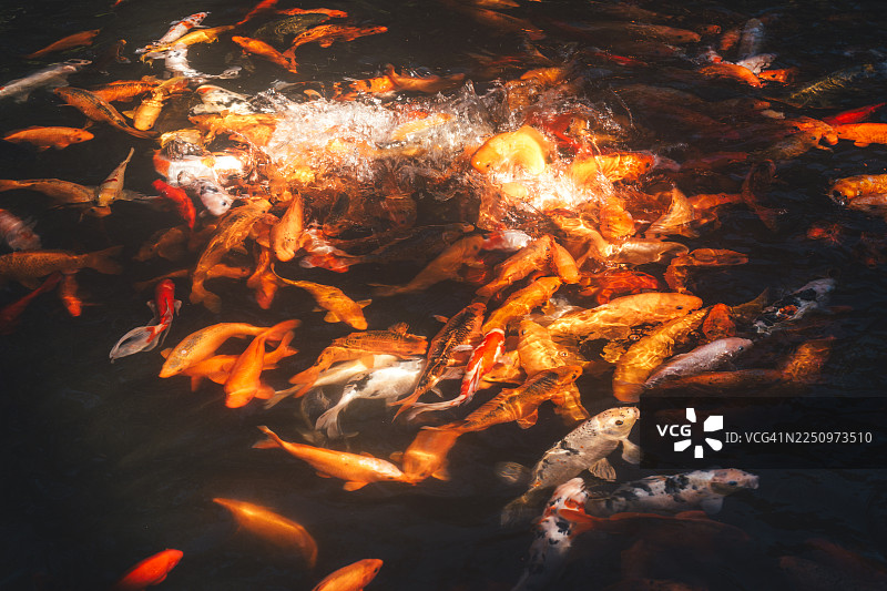 中国瑞丽莫里瀑布，水中色彩鲜艳的锦鲤在游动图片素材