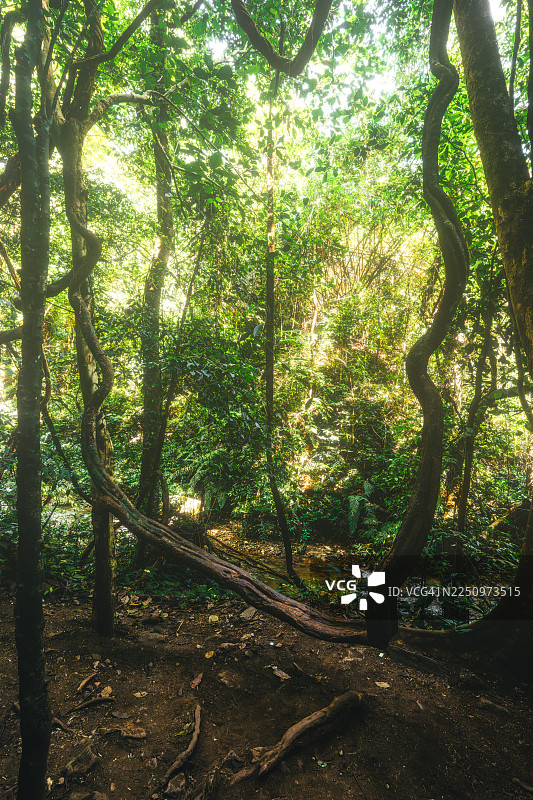 云南瑞丽莫里瀑布的热带雨林景观图片素材