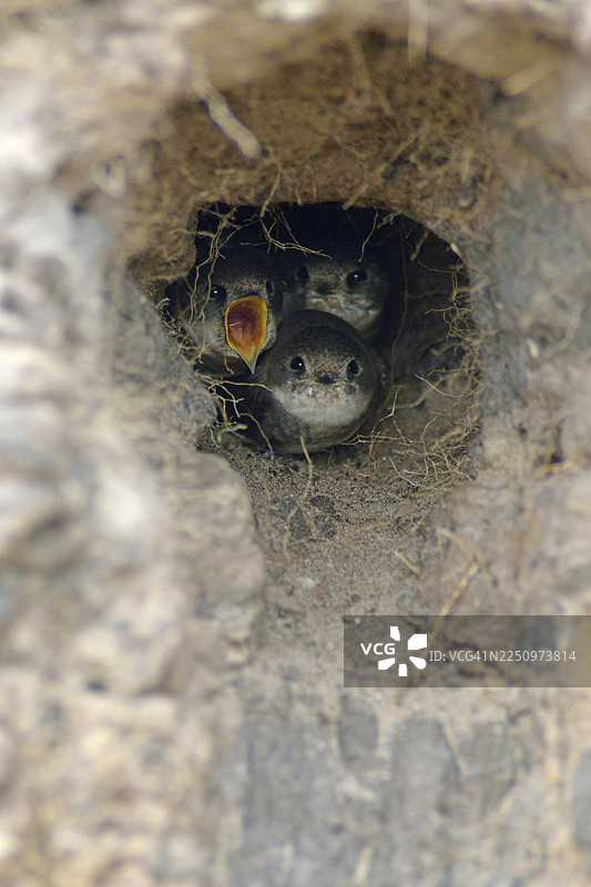 德国下萨克森州埃姆斯兰地区，繁殖期沙燕（Riparia riparia）幼鸟在繁殖洞穴中图片素材