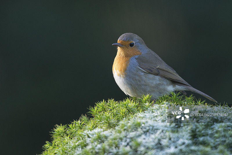 欧洲知更鸟（Erithacus rubecula），德国下萨克森州埃姆斯兰图片素材
