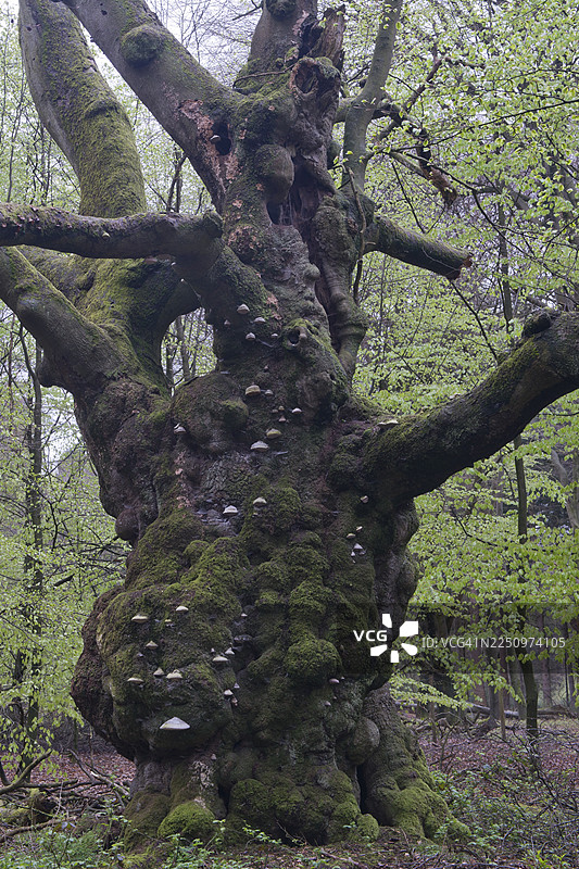 被真菌覆盖的老山毛榉（Fagus sylvatica），德国下萨克森州埃姆斯兰地区图片素材