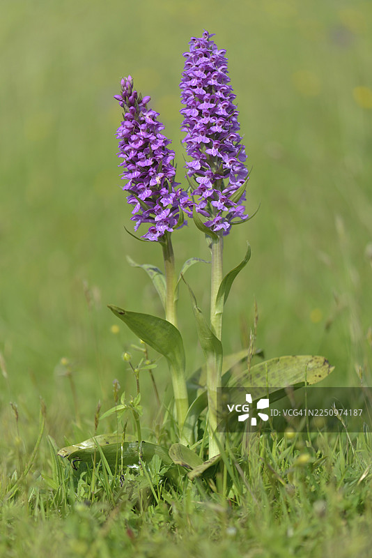 西欧沼生兰（Dactylorhiza majalis），泰瑟尔，北荷兰省，荷兰图片素材