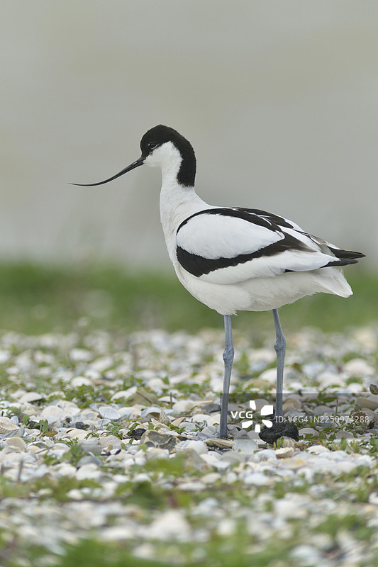 黑顶反嘴鹬 (Recurvirostra avosetta)，泰瑟尔，北荷兰省，荷兰图片素材