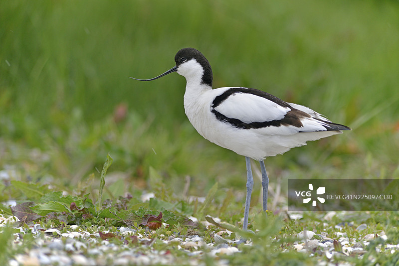黑顶反嘴鹬（Recurvirostra avosetta），泰瑟尔，北荷兰省，荷兰图片素材