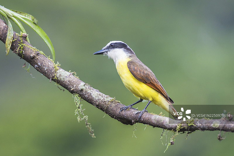 大金翅雀（Pitangus sulphuratus）在哥斯达黎加阿拉胡埃拉省博卡塔帕达的树枝上图片素材