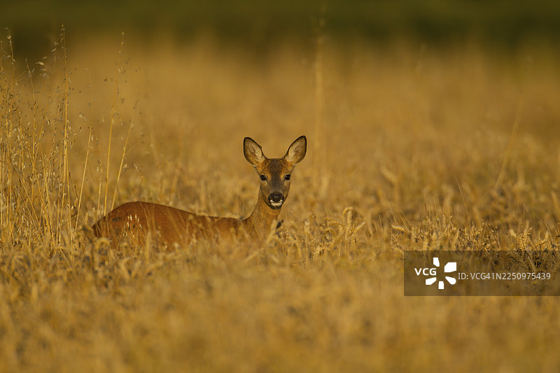 英国萨福克郡麦田里的欧洲狍（Capreolus capreolus）图片素材