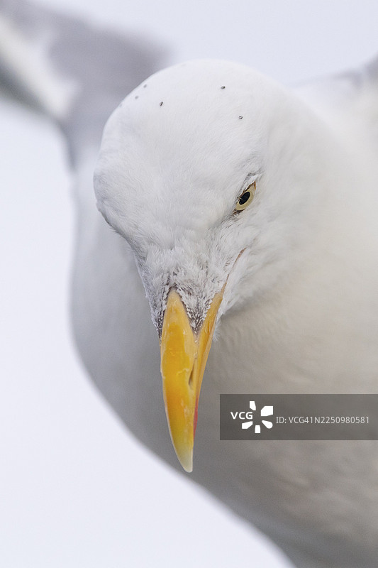 欧洲银鸥（Larus argentatus），肖像，飞行中，眼睛，喙，劳夫斯内斯，北特伦德拉格，挪威图片素材
