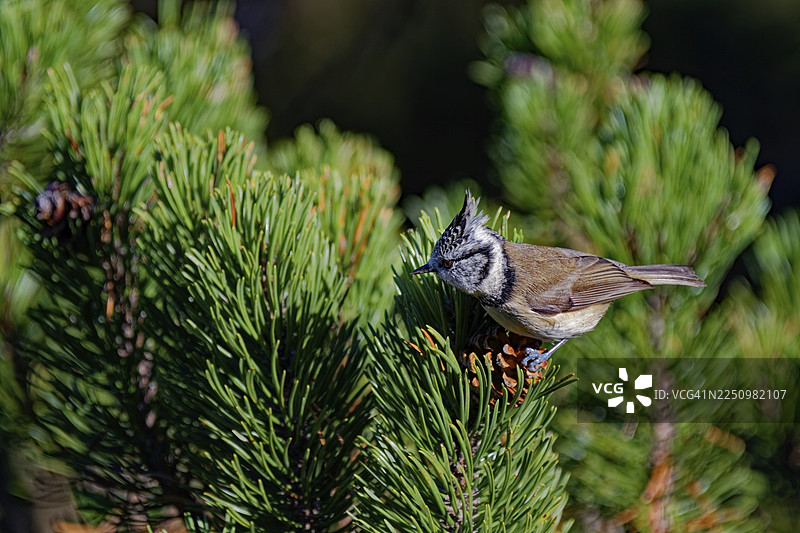 冠羽山雀（Parus cristatus），在松树丛中寻找种子，侧面视角，上巴伐利亚，巴伐利亚，德国图片素材