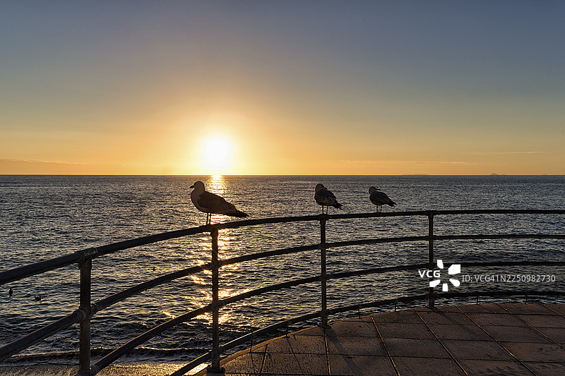 三只海鸥栖息在栏杆上，日落时分的剪影，位于英国威尔士卡迪根湾的阿伯里斯特威斯图片素材