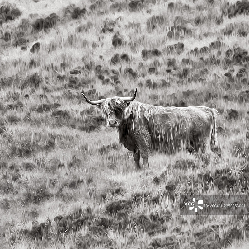 苏格兰高地家畜（牛）在草地上，地点：苏格兰，大不列颠，外赫布里底群岛，刘易斯和哈里斯岛图片素材