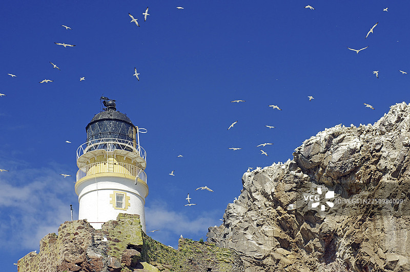 灯塔和悬崖，蓝天白云，无数海鸟，塘鹅，巴斯岩，北伯威克，苏格兰，英国图片素材