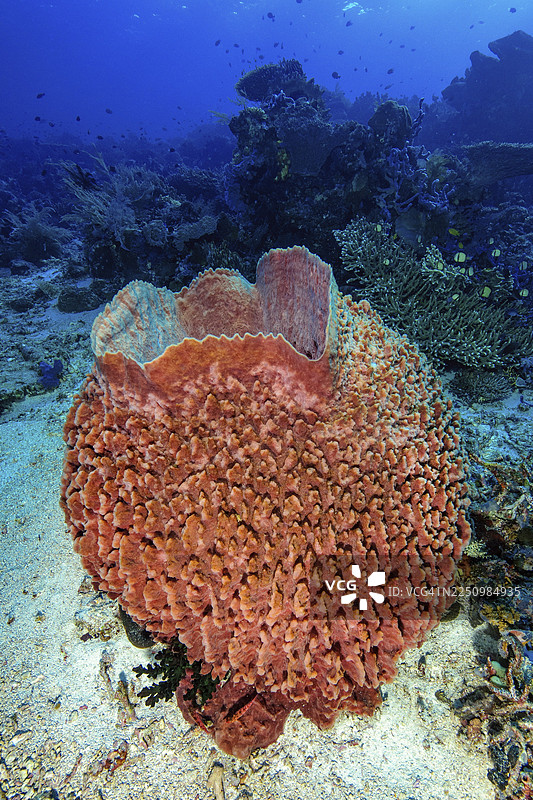 桶状海绵 (Xestospongia testudinaria)，太平洋，科莫多，印度尼西亚图片素材