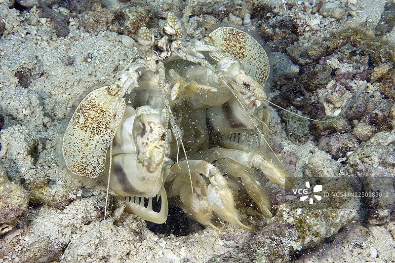 斑马螳螂虾(Lysiosquillina maculata)从其洞穴居所中抛出石头,太平洋,雅浦岛,密克罗尼西亚联邦图片素材