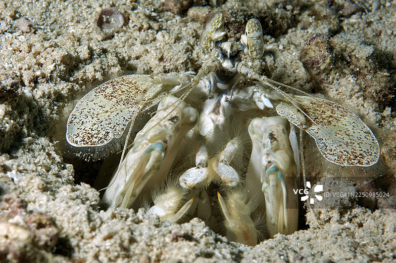 斑马螳螂虾（Lysiosquillina maculata）在其洞穴居所的入口处，太平洋，雅浦岛，密克罗尼西亚联邦图片素材