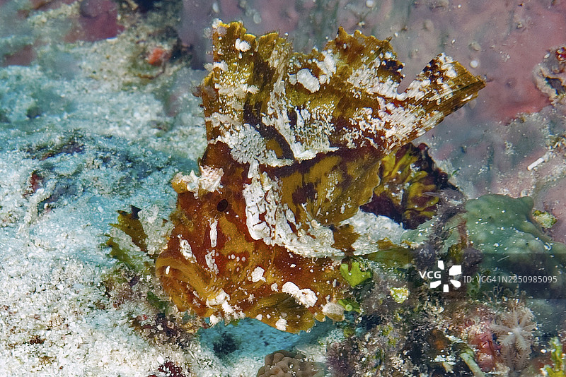 叶鱼（Taeninotus triacanthus）在密克罗尼西亚联邦，雅浦，太平洋的珊瑚礁中伪装栖息图片素材