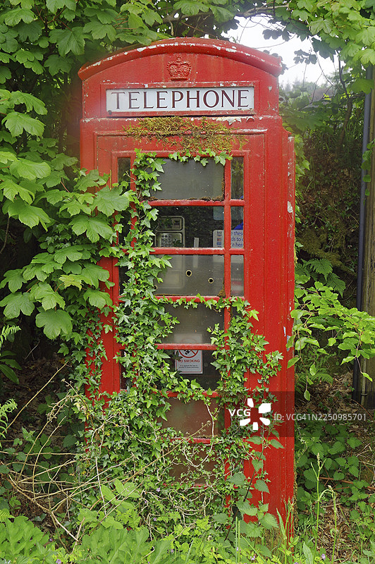 英国康沃尔，被常春藤覆盖的红色电话亭，绿色背景图片素材