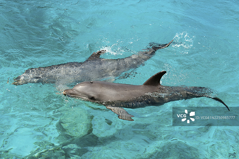 樽鼻海豚（Tursiops truncatus）在加勒比海的泻湖中图片素材