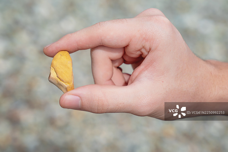 在哥斯达黎加发现的独特海滩石块，由一只手拿着图片素材