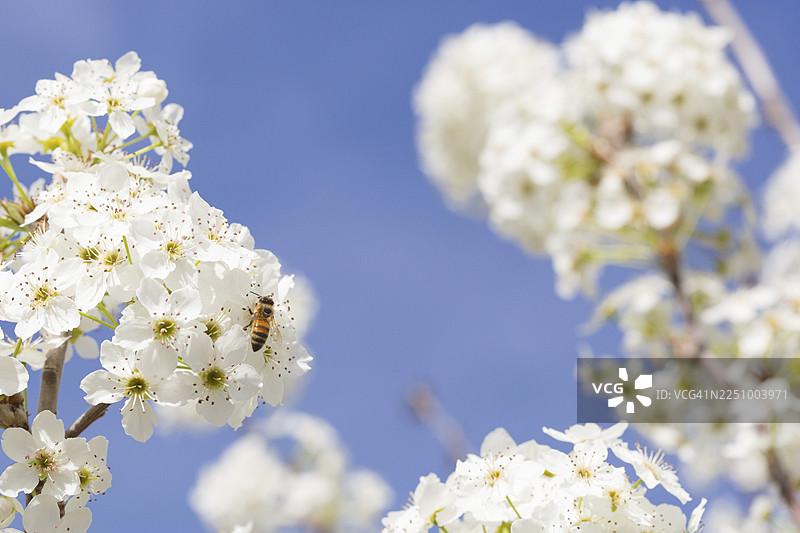 蜜蜂在盛开的树蕾上采集花粉图片素材