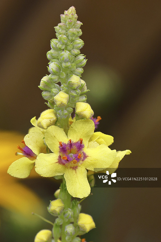 黑毛鼠尾草（Verbascum nigrum），花朵，花序，在自然花园中，特写，位于德国北莱茵-威斯特法伦州威尔恩斯多夫图片素材