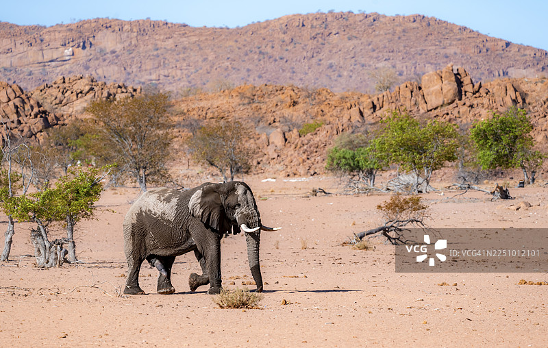 非洲象（Loxodonta africana），沙漠象，在贫瘠的沙漠景观中，成年雄性，乌加布河的河床，埃龙戈地区达马拉兰，纳米比亚图片素材