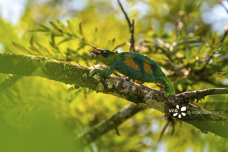 三角变色龙（Trioceros jacksonii），雄性，布温迪国家公园，乌干达图片素材