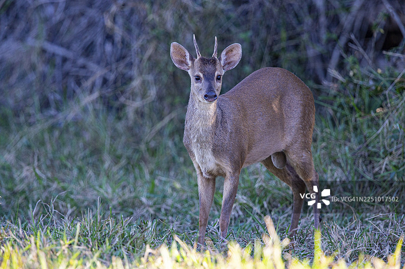 巴西潘塔纳尔的马萨马鹿（Mazama americana）图片素材