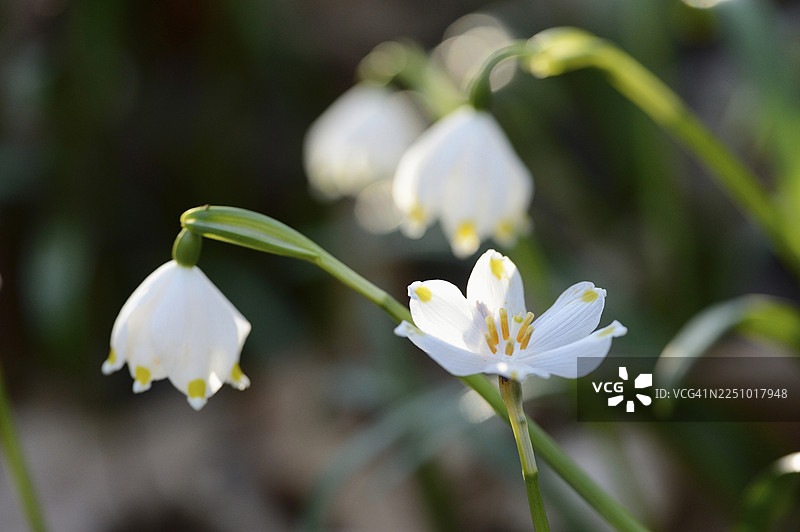 春季林地里的春雪花（Leucojum vernum）在阳光明媚的春日傍晚盛开图片素材