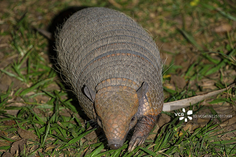 巨型犰狳 (Priodontes maximus) 巴西潘塔纳尔湿地图片素材