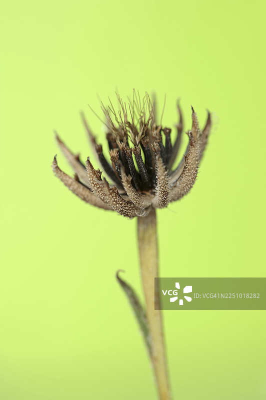 白垩纪酢浆草（Hedypnois rhagadioloides, Hedypnois cretica），果实摊，卡马格，普罗旺斯，法国南部图片素材