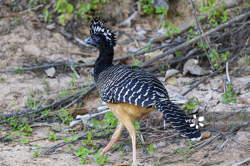 巴西潘塔纳尔的赤面噪鹛图片素材
