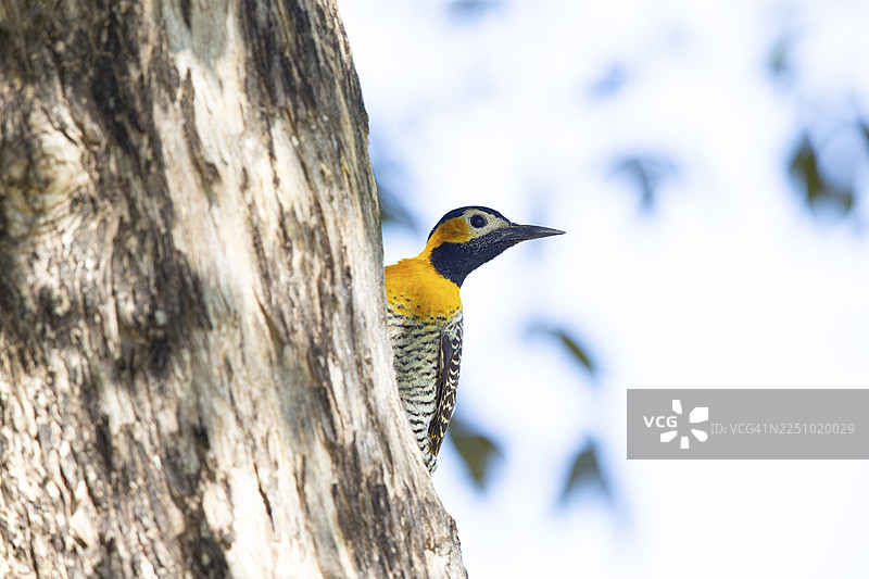 巴西潘塔纳尔的冠斑啄木鸟（Colaptes campestris）图片素材