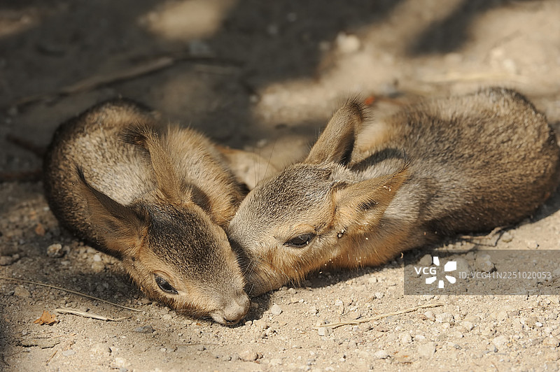 巴塔哥尼亚豚鼠（Dolichotis patagonum）或大豚鼠，幼崽，圈养，分布于阿根廷图片素材
