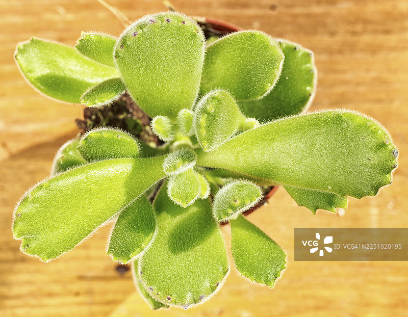 小巧可爱的多肉植物，种在一个小花盆里，背景是木头图片素材