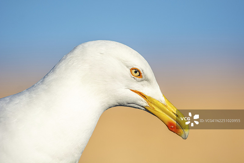 摩洛哥索维拉港的黄脚鸥（Larus michahellis）肖像图片素材