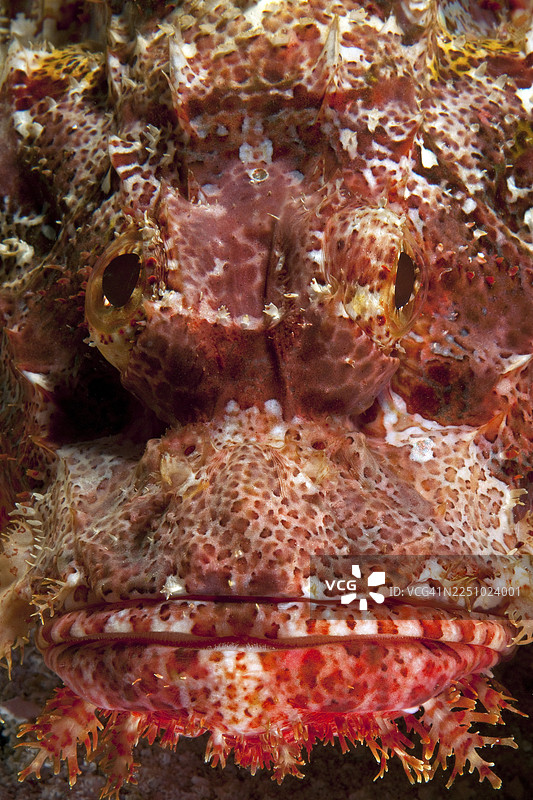 红缨头蝎子鱼(Scorpaenopsis oxycephala)的正面头部视图,太平洋图片素材