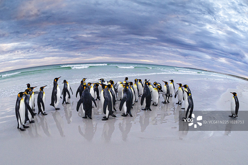 福克兰群岛东部志愿者角的国王企鹅（Aptenodytes patagonicus）在海滩上图片素材