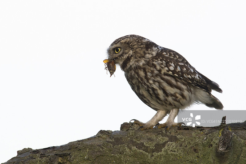 小鸱鸮（Athene noctua）与蛴螬，德国下萨克森州埃姆斯兰地区图片素材