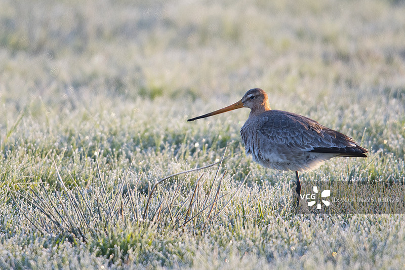 黑尾凫（Limosa limosa），下萨克森州埃姆斯兰图片素材
